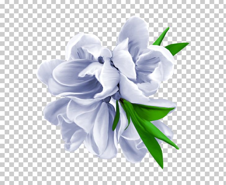 Flower Photography PNG, Clipart, Computer, Cut Flowers, Deco, Fleur, Flower Free PNG Download