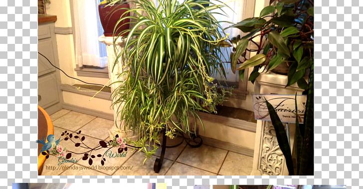 Flowerpot Grasses Houseplant Herb Arecales PNG, Clipart, Arecales, Flora, Flowerpot, Grass, Grasses Free PNG Download
