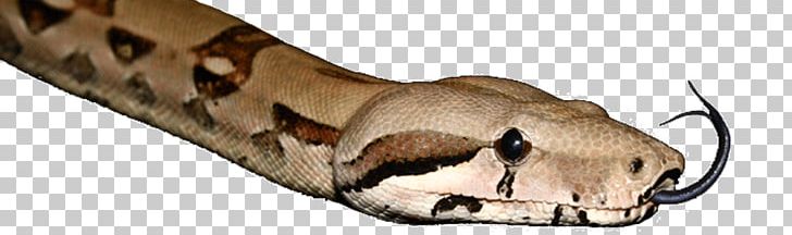 Shoe Animal PNG, Clipart, Animal, Animal Figure, Boa Constrictor, Reptile, Scaled Reptile Free PNG Download