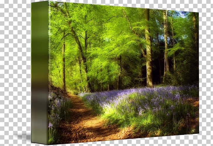 Canvas Print Printing Art PNG, Clipart, Biome, Bluebells, Canvas, Computer Wallpaper, Dig Free PNG Download
