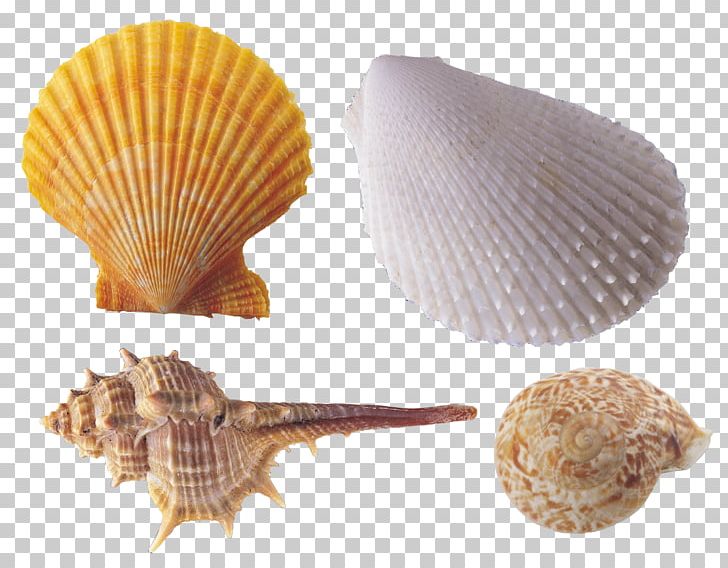 Encapsulated PostScript PNG, Clipart, Animals, Clam, Clams Oysters Mussels And Scallops, Clip Art, Cockle Free PNG Download