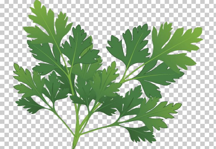 Parsley Herb Spice PNG, Clipart, Bouquet Garni, Branch, Coriander, Food, Herb Free PNG Download