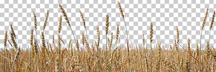 Spelt Emmer Durum Einkorn Wheat Common Wheat PNG, Clipart, Agriculture, Barley, Cereal, Commodity, Common Wheat Free PNG Download