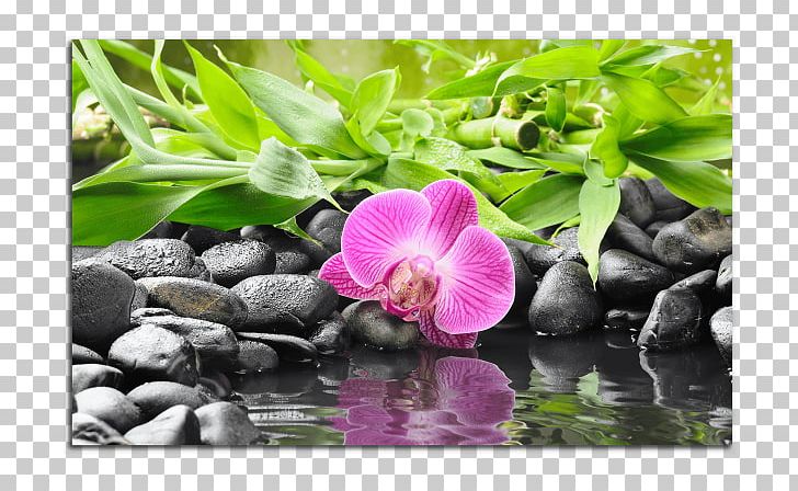 Stock Photography Flower Rock Zen Pebble PNG, Clipart, Bamboo, Basalt, Can Stock Photo, Desktop Wallpaper, Flora Free PNG Download