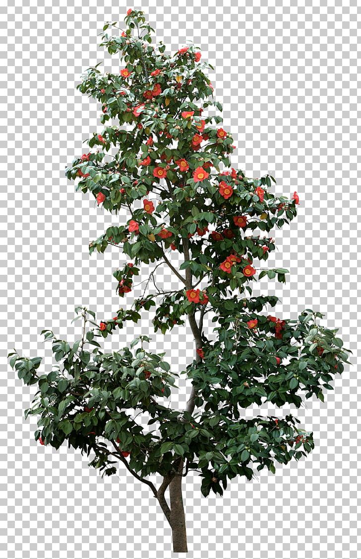 Tree Pine Branch PNG, Clipart, Agac, Agac Resimleri, Aquifoliaceae, Aquifoliales, Arecaceae Free PNG Download