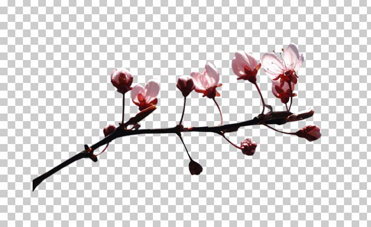 Video TinyPic Portable Network Graphics ST.AU.150 MIN.V.UNC.NR AD PNG, Clipart, Blog, Blossom, Branch, Bud, Cherry Blossom Free PNG Download