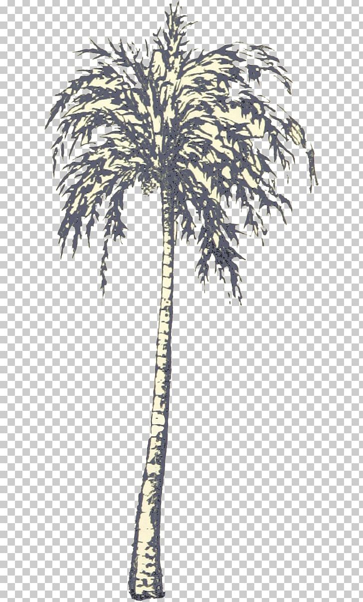 Asian Palmyra Palm Babassu Oil Palms Date Palm Palm Trees PNG, Clipart, Arecales, Art Store, Asian Palmyra Palm, Attalea, Attalea Speciosa Free PNG Download