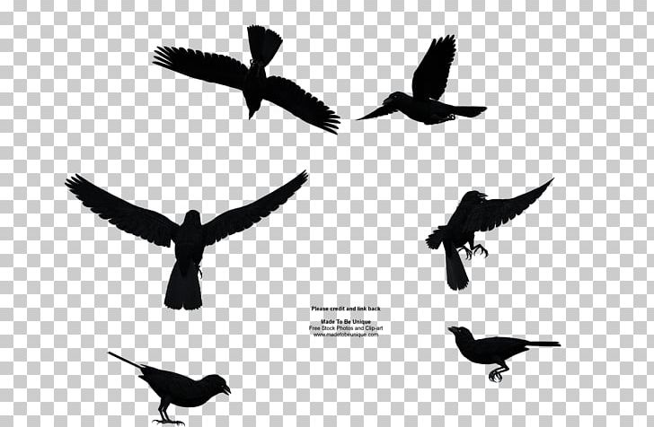 Bird Flight Common Raven Bird Flight PNG, Clipart, Animal, Animals, Beak, Bird, Bird Flight Free PNG Download