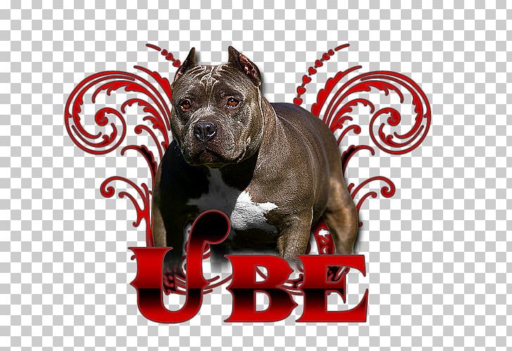 Dog Breed American Pit Bull Terrier PNG, Clipart, American Bully, American Pit Bull Terrier, Breed, Bull, Bull Terrier Free PNG Download