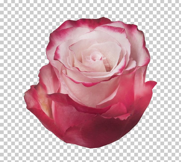 Garden Roses Cabbage Rose Floribunda Vase Life PNG, Clipart, Black, Bud, Butterscotch, Cream, Cut Flowers Free PNG Download