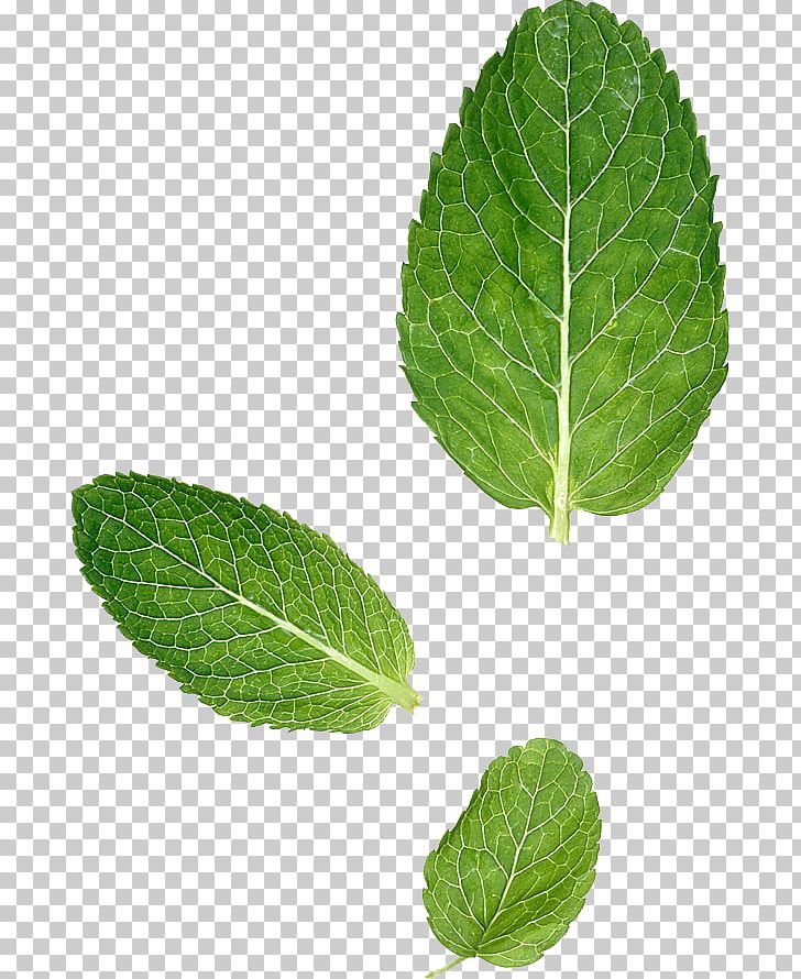 Leaf Peppermint Mentha Spicata Herbalism PNG, Clipart, Beefsteak Plant, Cutout, Green Leaf, Herb, Herbalism Free PNG Download