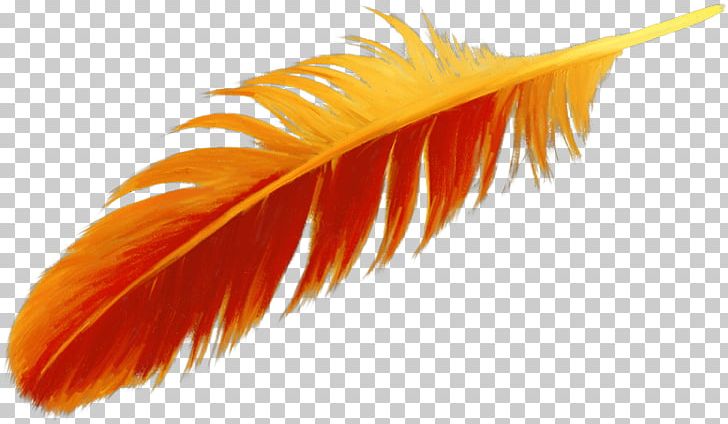 Feather Bird Drawing PNG, Clipart, Bird, Color, Drawing, Feather, Orange Free PNG Download
