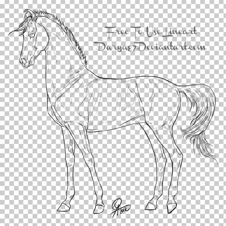 Line Art Foal Drawing Akhal-Teke Mule PNG, Clipart, Animal Figure, Arabian Horse, Art, Black And White, Bridle Free PNG Download