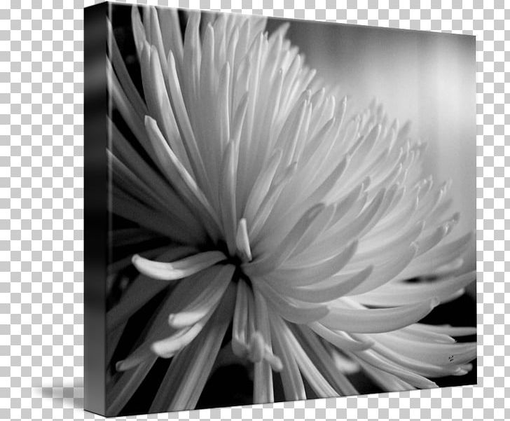 Monochrome Photography Still Life Photography Flower PNG, Clipart, Black And White, Chrysanthemum, Chrysanths, Closeup, Closeup Free PNG Download