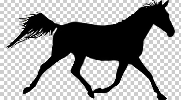 Foal Australian Stock Horse Equestrian PNG, Clipart, Black, Black And White, Bridle, Colt, Deviantart Free PNG Download