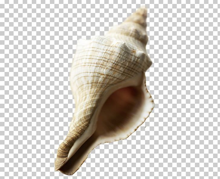 Sea Snail Beach Conch PNG, Clipart, Beach, Cartoon Conch, Conch, Conchology, Conchs Free PNG Download