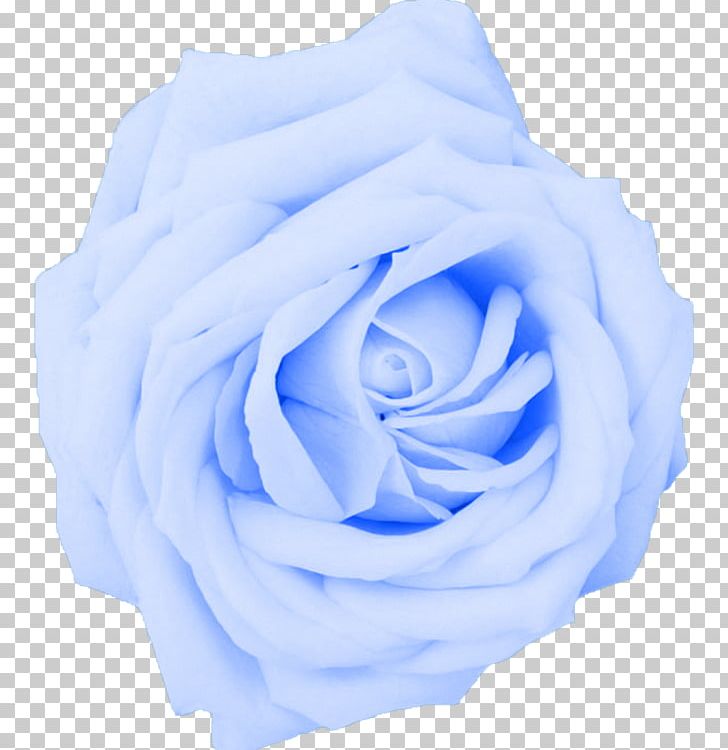 Desktop Flower Rose 1080p High-definition Television PNG, Clipart, Blue, Cobalt Blue, Cut Flowers, Desktop Wallpaper, Electric Blue Free PNG Download
