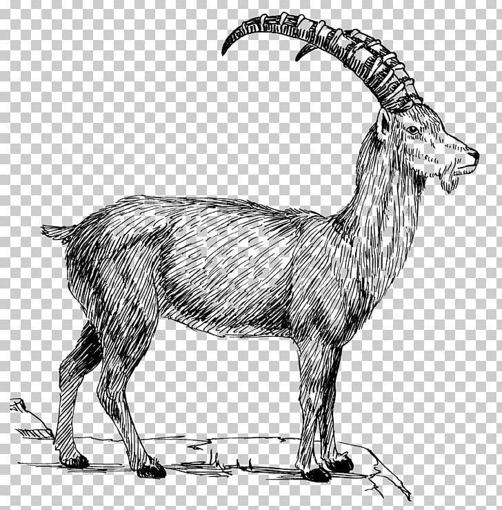 Goat Alpine Ibex PNG, Clipart, Animals, Antelope, Black And White, Camel Like Mammal, Cattle Like Mammal Free PNG Download