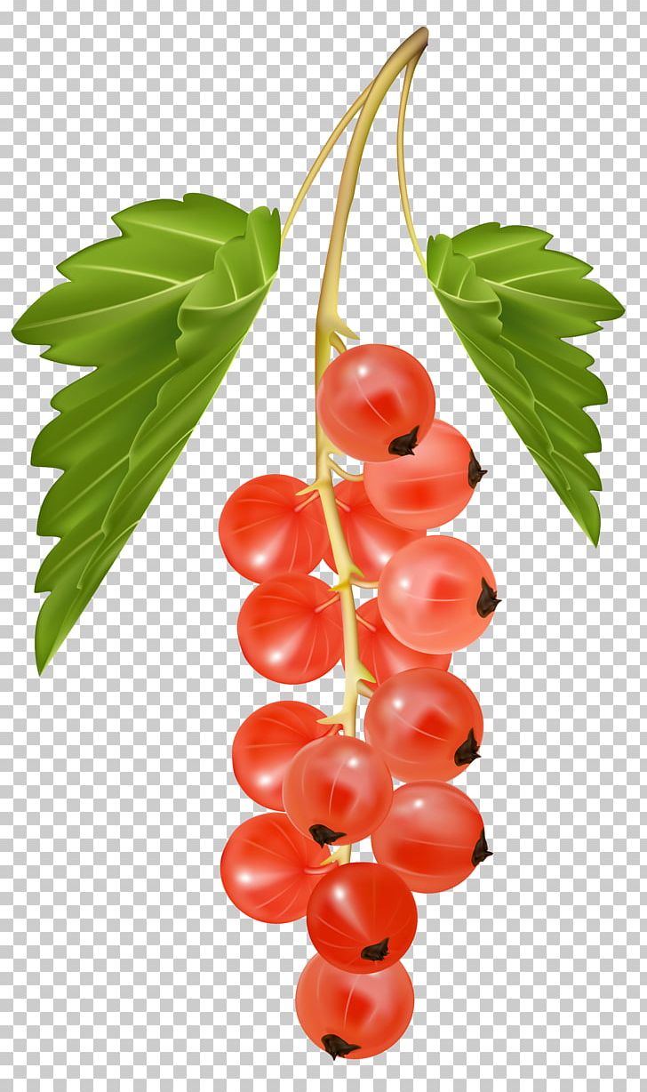 Blackcurrant Redcurrant Zante Currant White Currant PNG, Clipart, Berry, Blackcurrant, Cherry, Clipart, Clip Art Free PNG Download