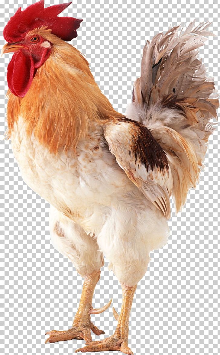 Brahma Chicken Rooster Poultry PNG, Clipart, Beak, Bird, Brahma Chicken, Chicken, Chicken As Food Free PNG Download