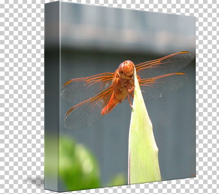 Insect Dragonfly Close-up Photography Invertebrate PNG, Clipart, Animals, Arthropod, Closeup, Closeup, Dragonflies And Damseflies Free PNG Download