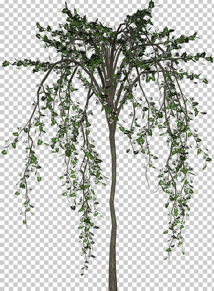 Tree Flower Plant PNG, Clipart, Branch, Clip Art, Cut Flowers, Data, Digital Image Free PNG Download