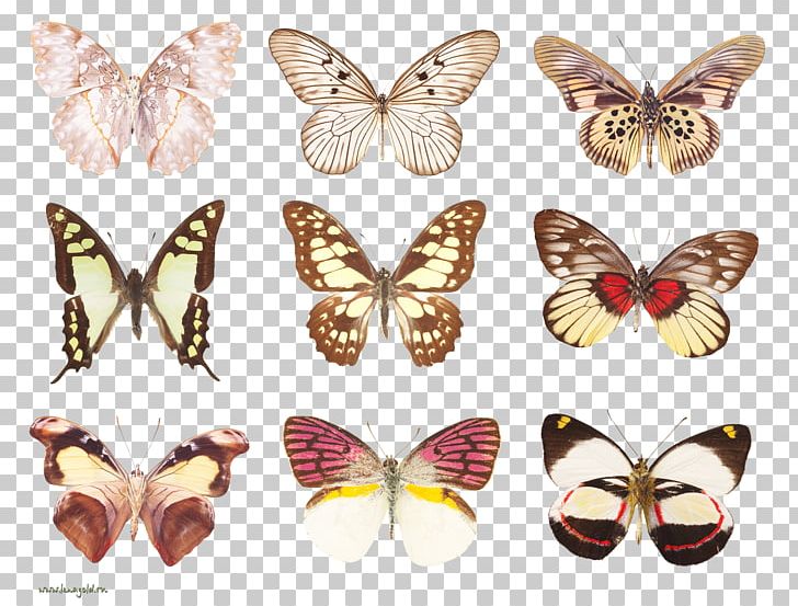 Butterfly Insect Moth Papilio Demoleus PNG, Clipart, Animal, Arthropod, Brush Footed Butterfly, Butterflies And Moths, Butterfly Free PNG Download