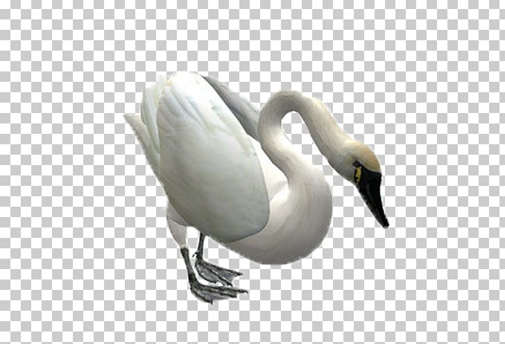 Cygnini Bird Swan Goose PNG, Clipart, Animals, Beak, Bird, Cygnini, Download Free PNG Download