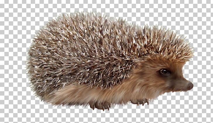 Domesticated Hedgehog Porcupine European Hedgehog Background Lesions In Laboratory Animals PNG, Clipart, Animal, Animals, Dog, Domesticated Hedgehog, Domestication Free PNG Download