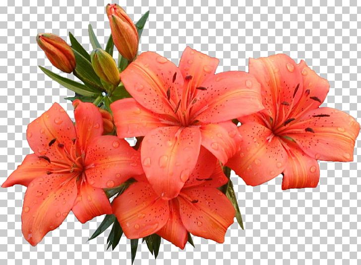 Flower Lilium PNG, Clipart, Color, Cut Flowers, Flower, Flowering Plant, Lilium Free PNG Download