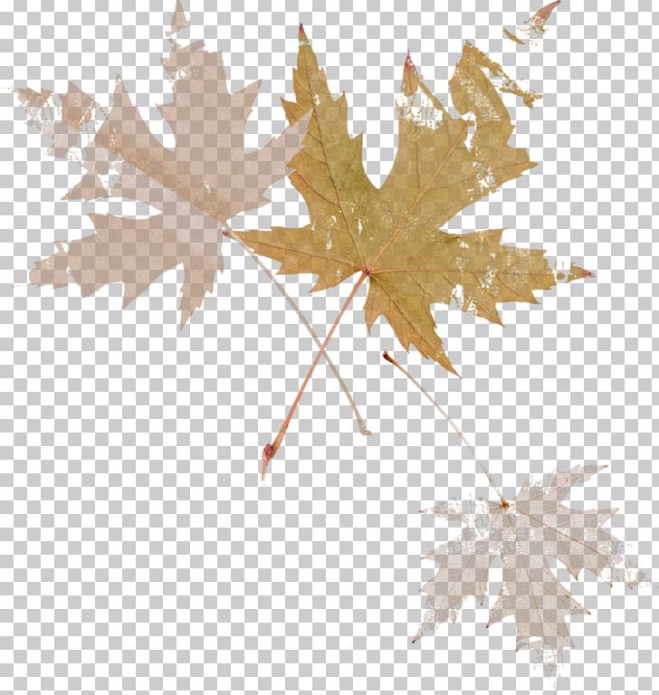 Maple Leaf Осенние листья Branch PNG, Clipart, Ad 1, Branch, Leaf, Maple, Maple Leaf Free PNG Download
