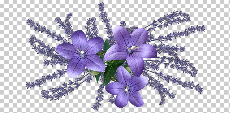 Lavender PNG, Clipart, Delphinium, Flower, Herbaceous Plant, Lavender, Lilac Free PNG Download