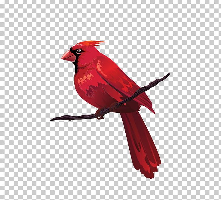 Bird Euclidean Red PNG, Clipart, Animal, Beak, Bird, Branch, Cardinal Free PNG Download