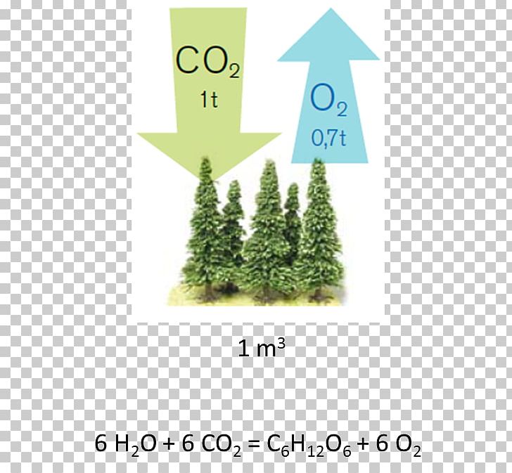 Carbon Dioxide Photosynthesis Tree Carbon Sink Png Clipart