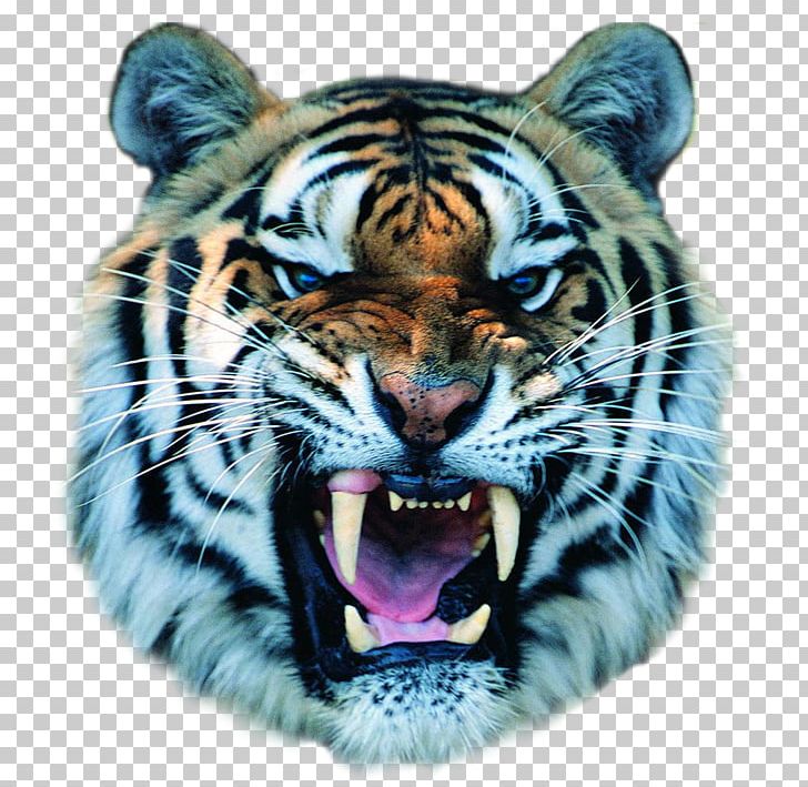 Cat Felidae Bengal Tiger Growling White Tiger PNG, Clipart, Animal, Animals, Bengal Tiger, Big Cats, Carnivoran Free PNG Download