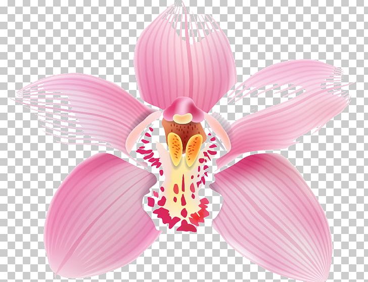 Moth Orchids Flower PNG, Clipart, Blossom, Clipart Dog, Encyclia, Euglossini, Flower Free PNG Download