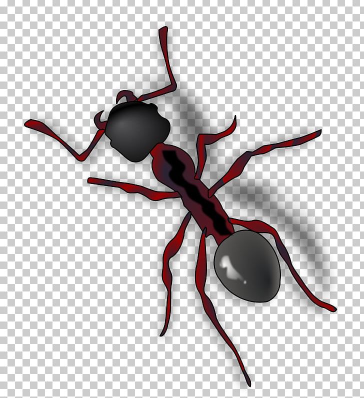 Queen Ant PNG, Clipart, Ant, Ant Colony, Arthropod, Black Garden Ant, Cartoon Pictures Of Ants Free PNG Download