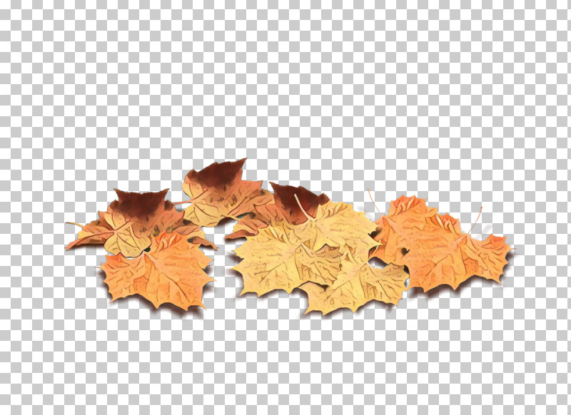 Maple Leaf PNG, Clipart, Black Maple, Deciduous, Leaf, Maple Leaf, Orange Free PNG Download