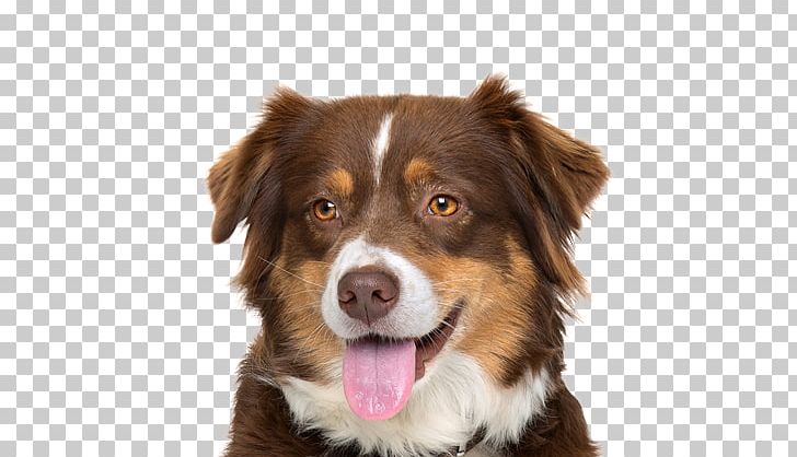 Australian Shepherd Dog Breed Miniature American Shepherd German Shepherd Border Collie PNG, Clipart, Australian Shepherd, Border Collie, Carnivoran, Companion Dog, Dog Breed Free PNG Download