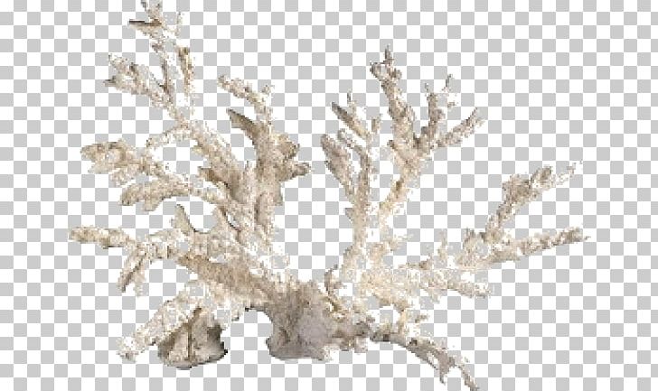 Coral Aquarium Endangered Species PNG, Clipart, Aquarium, Bookcase, Branch, Coral, Endangered Species Free PNG Download