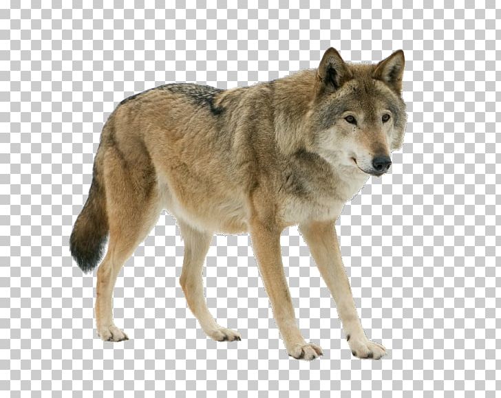 Dog Arctic Wolf Eurasian Wolf Stock Photography Iberian Wolf PNG, Clipart, Animals, Arctic Wolf, Canidae, Canis, Carnivoran Free PNG Download