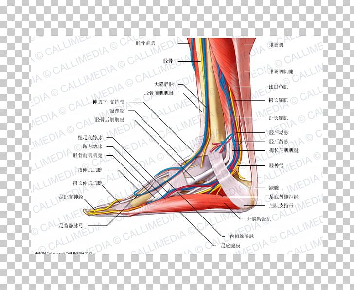 Foot Nerve Tibialis Anterior Muscle Anatomy Human Body PNG, Clipart, Anatomy, Angle, Artery, Blood Vessel, Capillary Free PNG Download