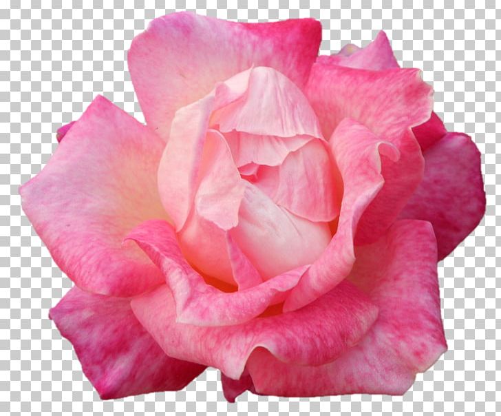 Garden Roses Cabbage Rose Floribunda Cut Flowers Petal PNG, Clipart, China Rose, Chinese Cuisine, Closeup, Cut Flowers, Darshan Free PNG Download