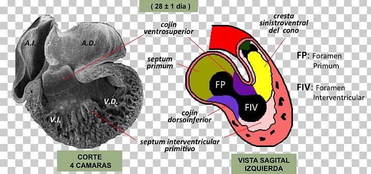 Heart Development Embryology Atrioventricular Canal Septum PNG, Clipart, Atrioventricular Block, Atrioventricular Node, Comb, Ear, Embryo Free PNG Download