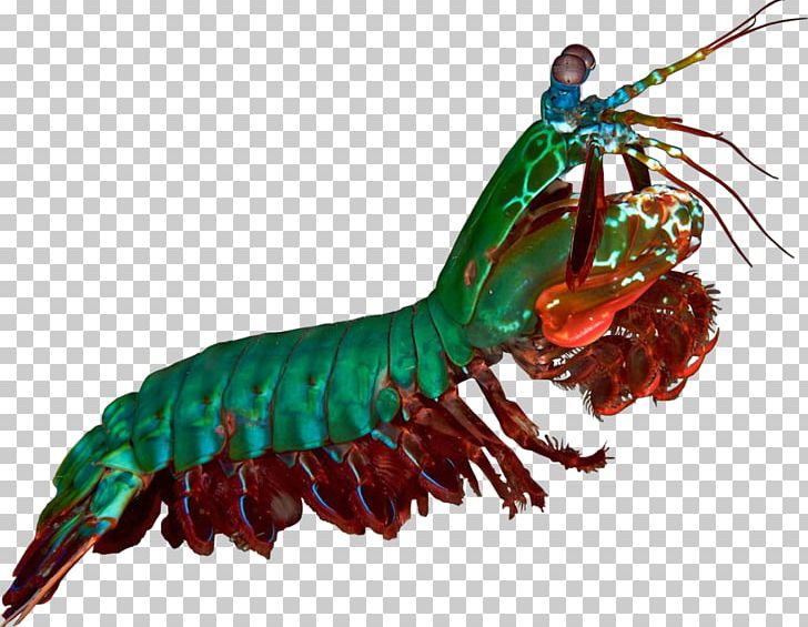 Odontodactylus Scyllarus Mantis Shrimp PNG, Clipart, American Lobster, Animal, Animal Source Foods, Cartoon, Clip Art Free PNG Download