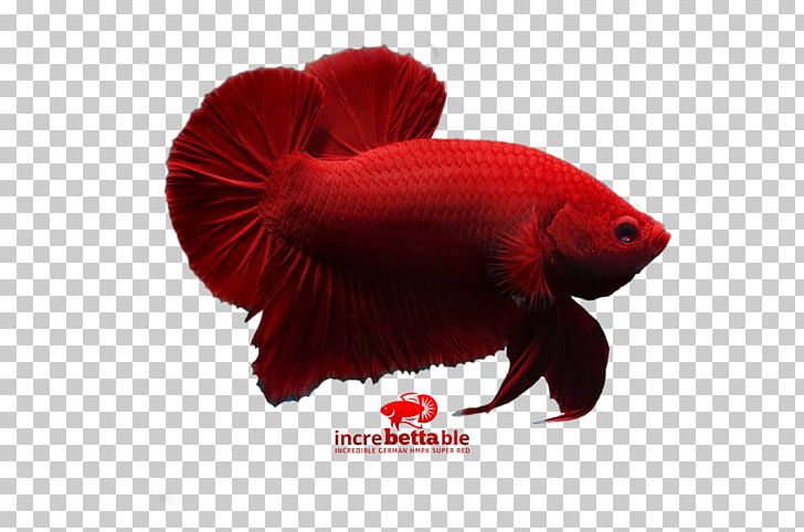 Siamese Fighting Fish Red Yellow Betta PNG, Clipart, Betta, Betta Channoides, Fish, Organism, Others Free PNG Download