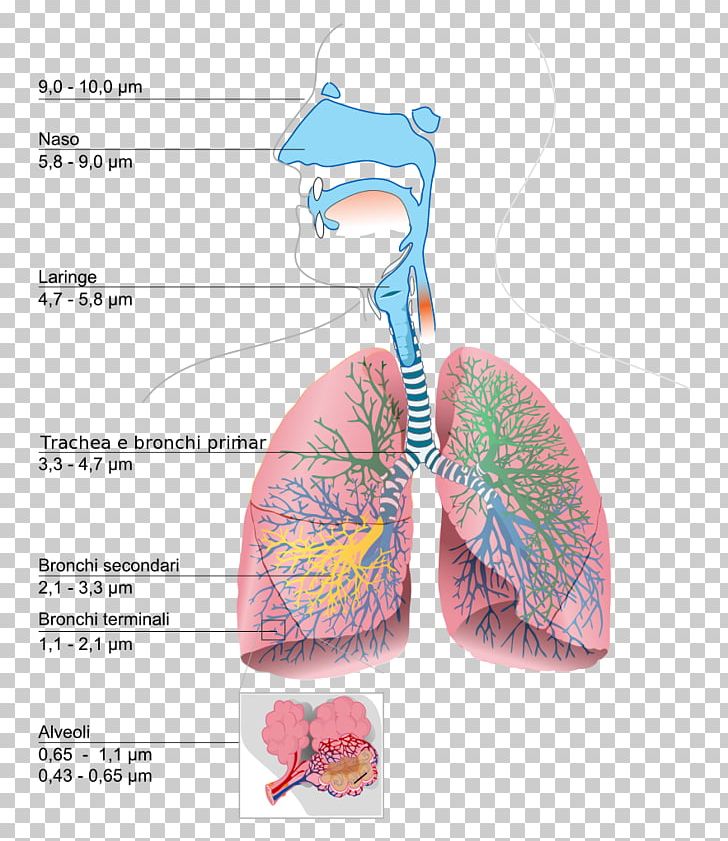 The Respiratory System Lung Diagram Breathing PNG, Clipart, Anatomy, Breathing, Circulatory System, Danger, Diagram Free PNG Download