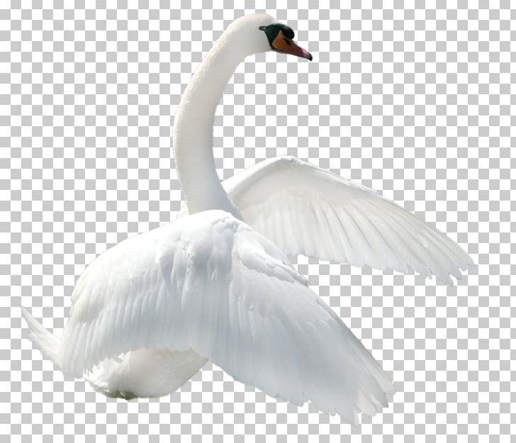 Bird Mute Swan Cisnes Y Gansos PNG, Clipart, Beak, Bird, Cygnini, Download, Ducks Geese And Swans Free PNG Download