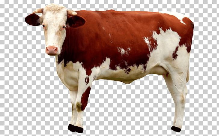 Cattle Goat Milk Sheep Calf PNG, Clipart, Animals, Bovid, Bull, Calf, Cattle Free PNG Download