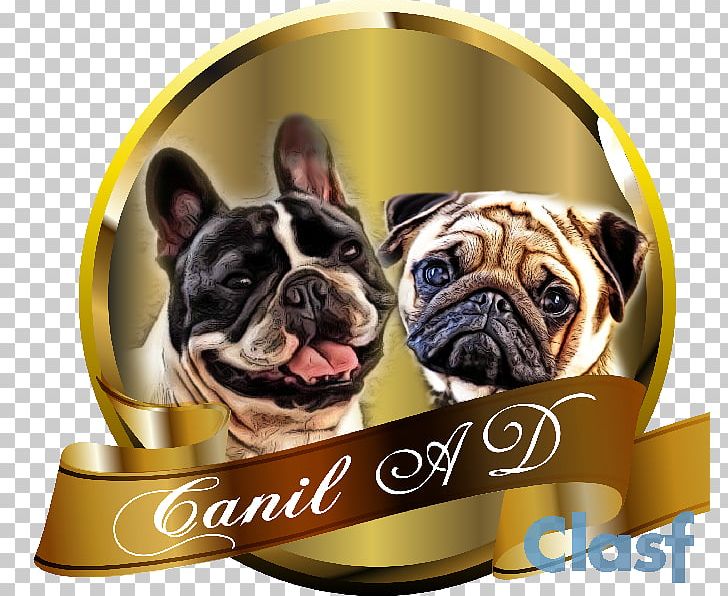 French Bulldog Pug Puppy Dog Breed PNG, Clipart, Animals, Breed, Bulldog, Carnivoran, Dog Free PNG Download